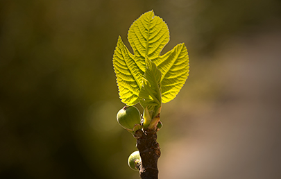 2023-fete-de-la-nature-figuier