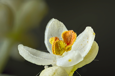 2023-fete-de-la-nature-fleur-olivier